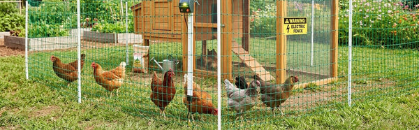 How to Start a Small Backyard Farm