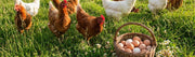 Why Are My Chickens Not Laying Eggs?