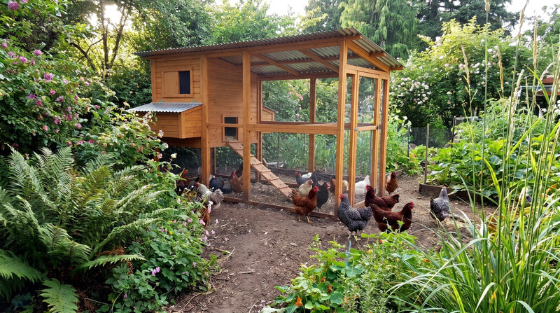 How Many Chickens Can Fit in a 4×8 Coop?