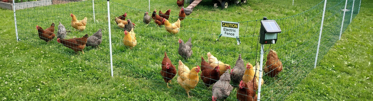 How to Keep Foxes Out of Your Chicken Coop