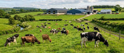 Global Dairy Cattle Farming Trends: Fewer Farms, Bigger Herds, More Milk
