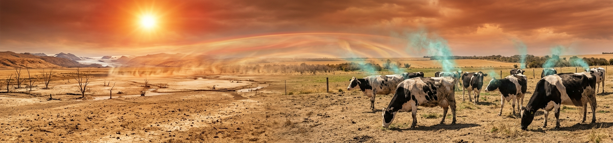 Surprisingly, Is Methane Produced by Cows the Reason for Global Warming？