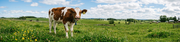How Many Stomachs Does a Cow Really Have?