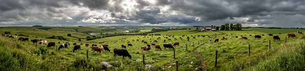 The Livestock Predict Weather Changes.