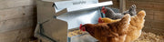How Feeder Placement Affects Chicken Feeding Behavior?