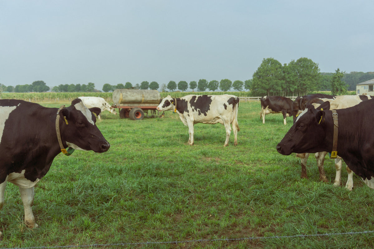 Common Electric Fence Problems and How to Fix Them