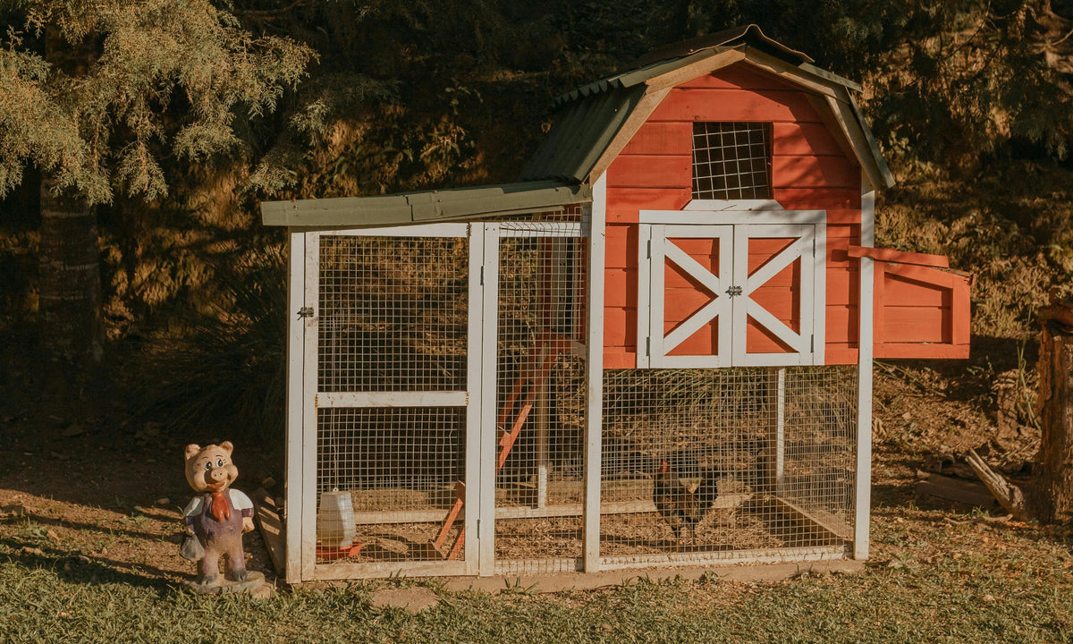 Best Chicken Coop Setup for Backyard Poultry