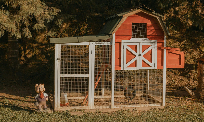 Best Chicken Coop Setup for Backyard Poultry